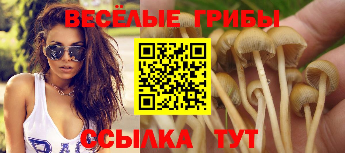 Псилоцибиновые грибы Psilocybine cubensis Ртищево
